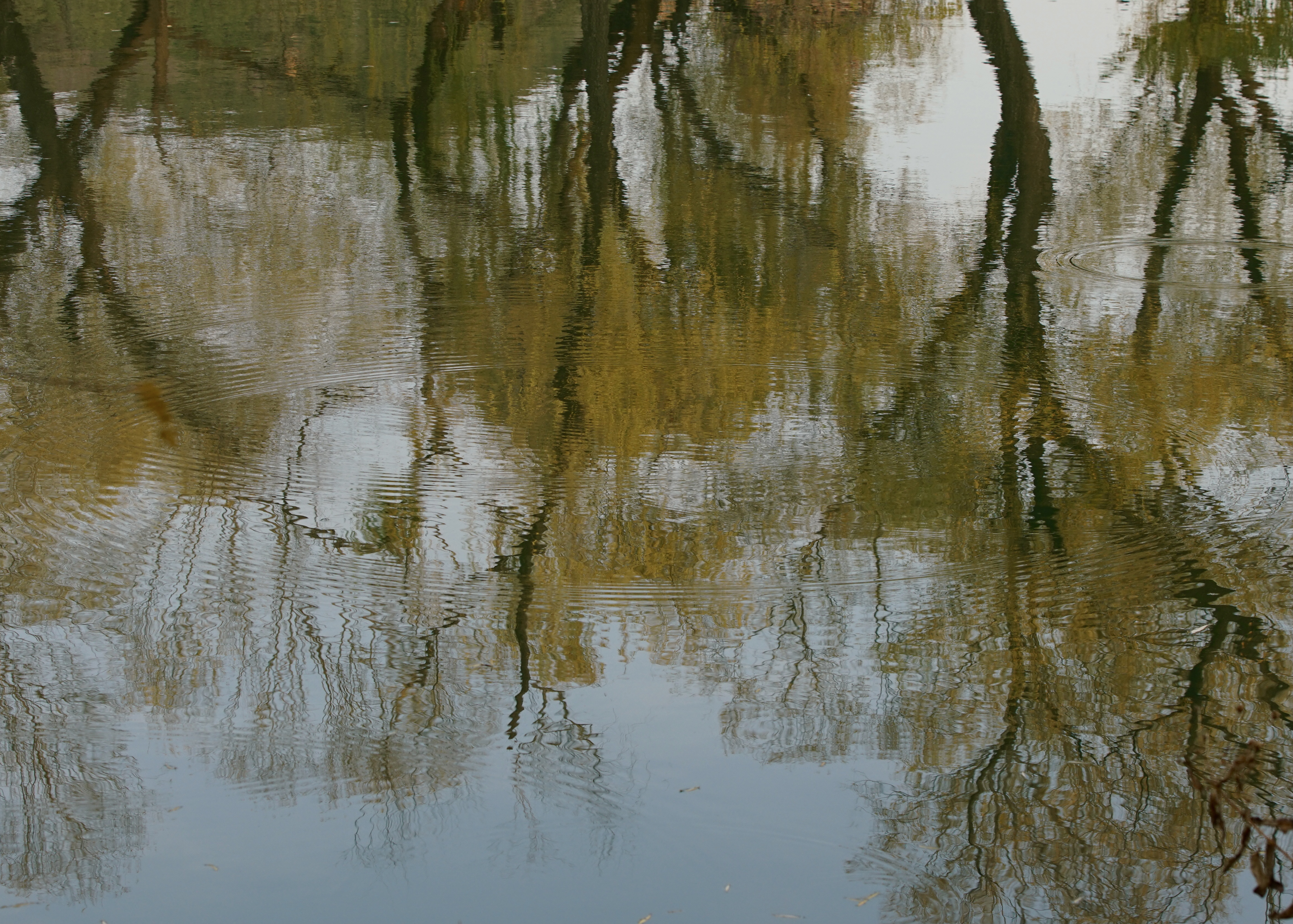 金色的北京犬,金色的北京现代汽车
