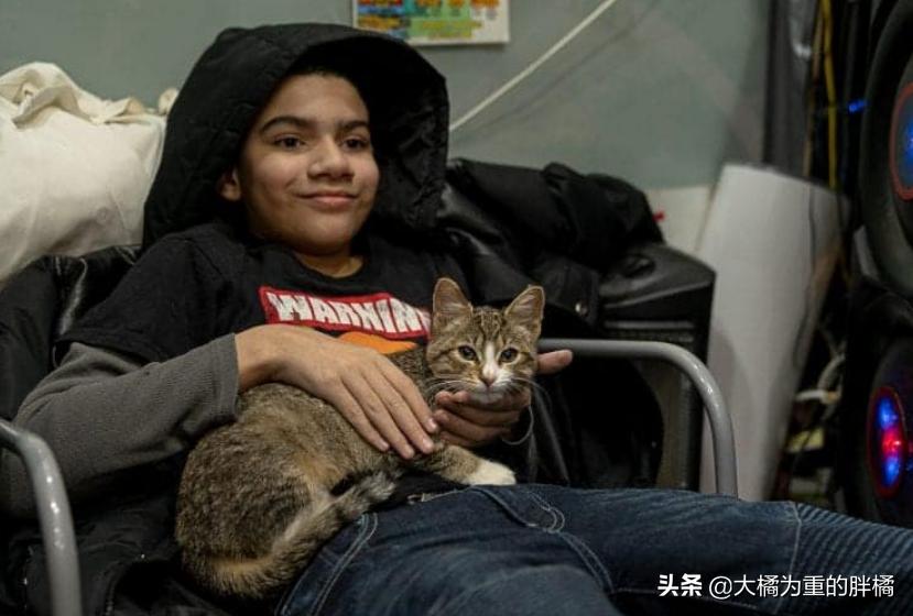 小伙将超市小猫偷偷抱走，却让自闭男孩失去唯一朋友，他也很爱猫