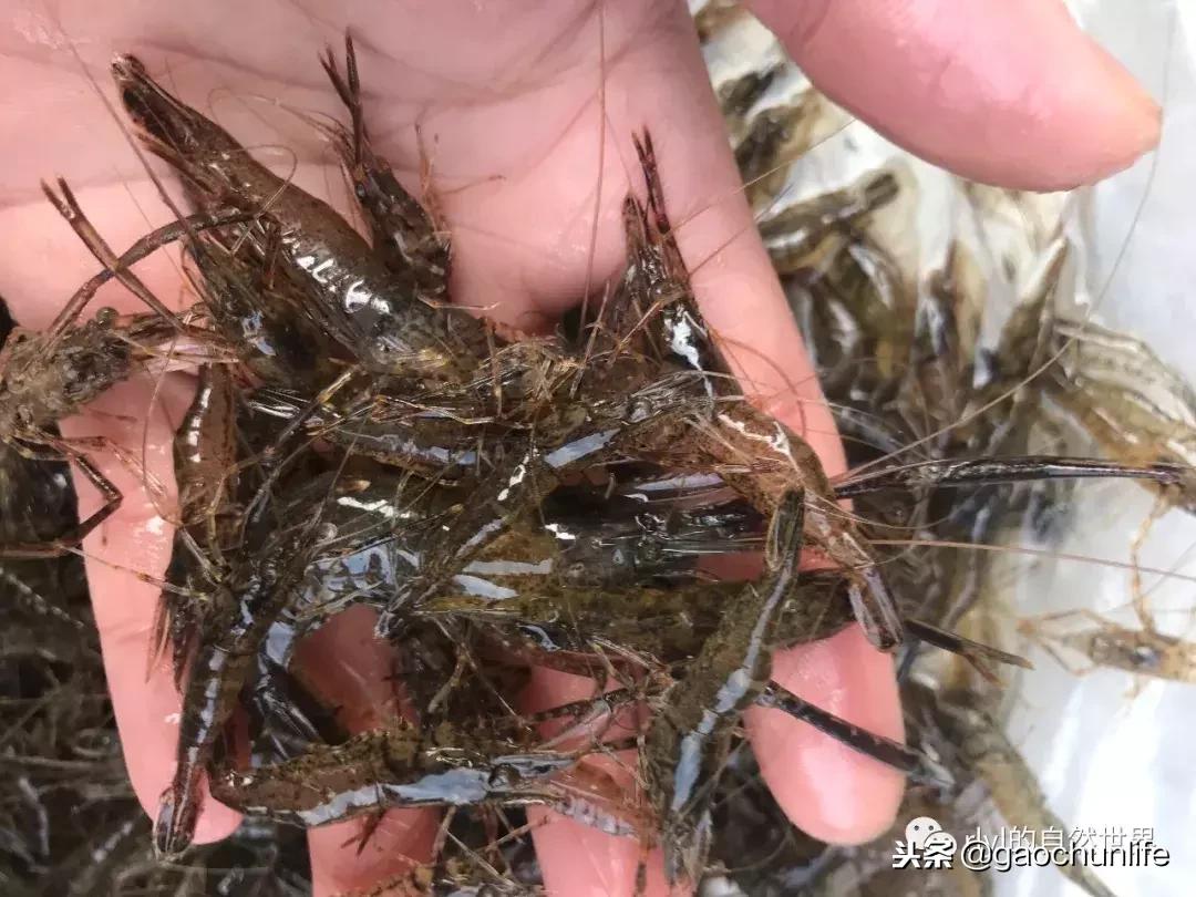 大草龟和小草龟谁好养,变异草龟和草龟的区别