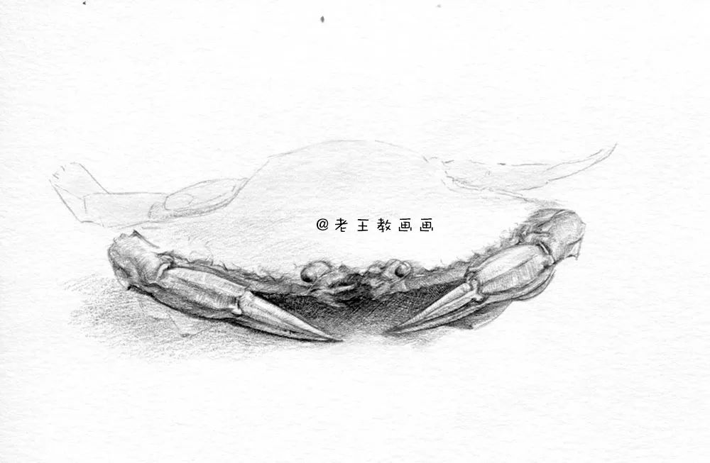 零基础自学画螃蟹入门,零基础学画螃蟹