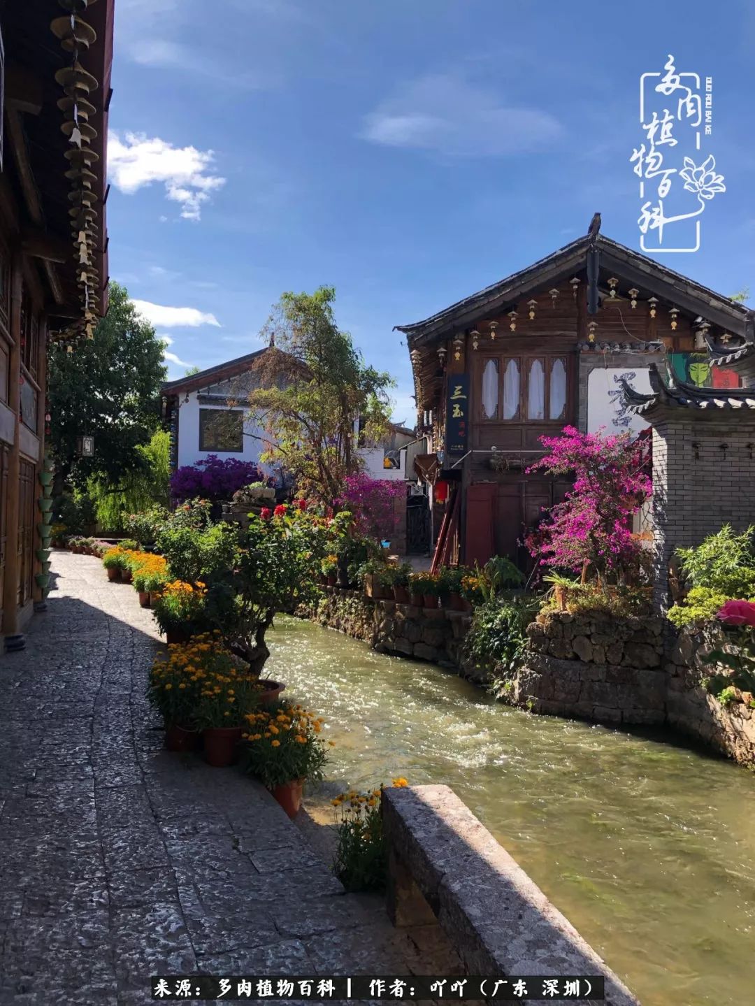 涓冨僵浜戝崡澶氳倝,浜戝崡澶氳倝涔嬫梾