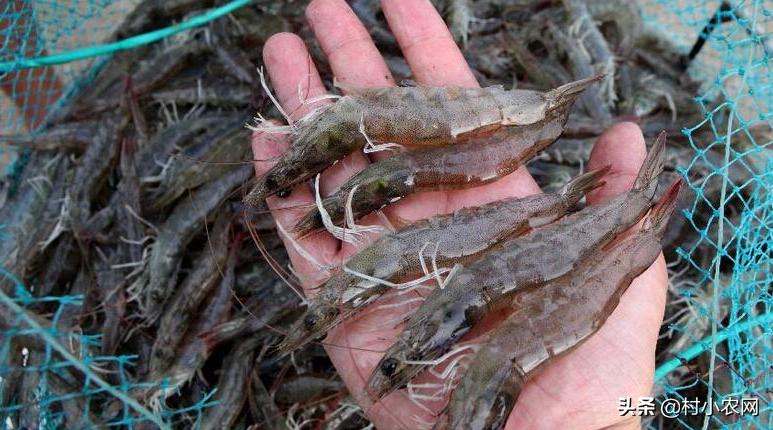 返乡创业养殖黑山羊经历,适合农村创业养殖的6个项目