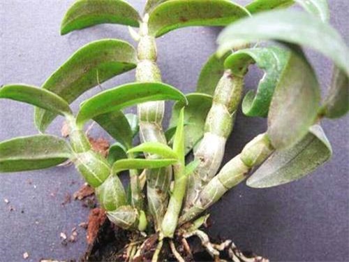 石斛兰黄叶烂根怎么拯救,石斛烂根