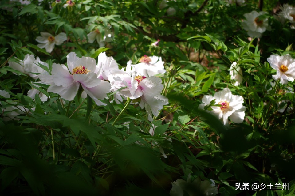 芍药花开的季节等你欣赏,芍药花开如诗如画