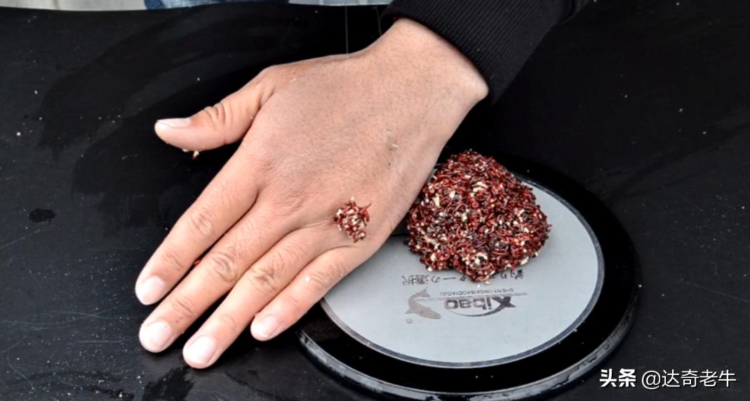 简单的红虫上饵,红虫伴侣怎样开饵