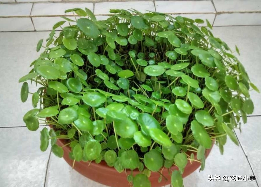 铜钱草长得东倒西歪是怎么回事啊,铜钱草东倒西歪的是因为什么