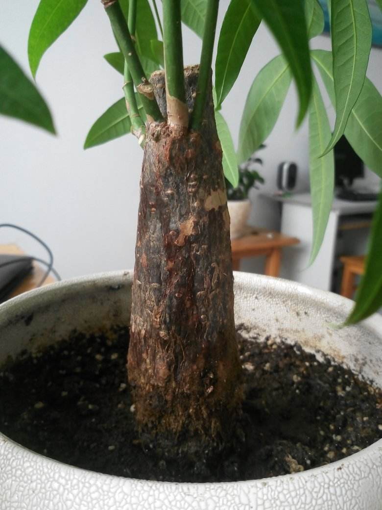 发财树干枯要不要扔掉,发财树枯萎的叶子要摘了吗