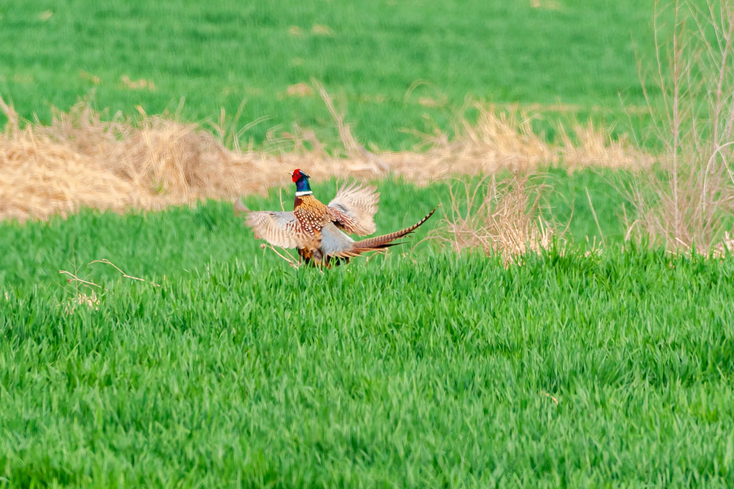 尼康200-500f5.6vr,尼康200-500mmf5.6评测