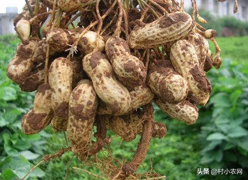 创业养殖农作物,有什么赚钱的农业种植项目