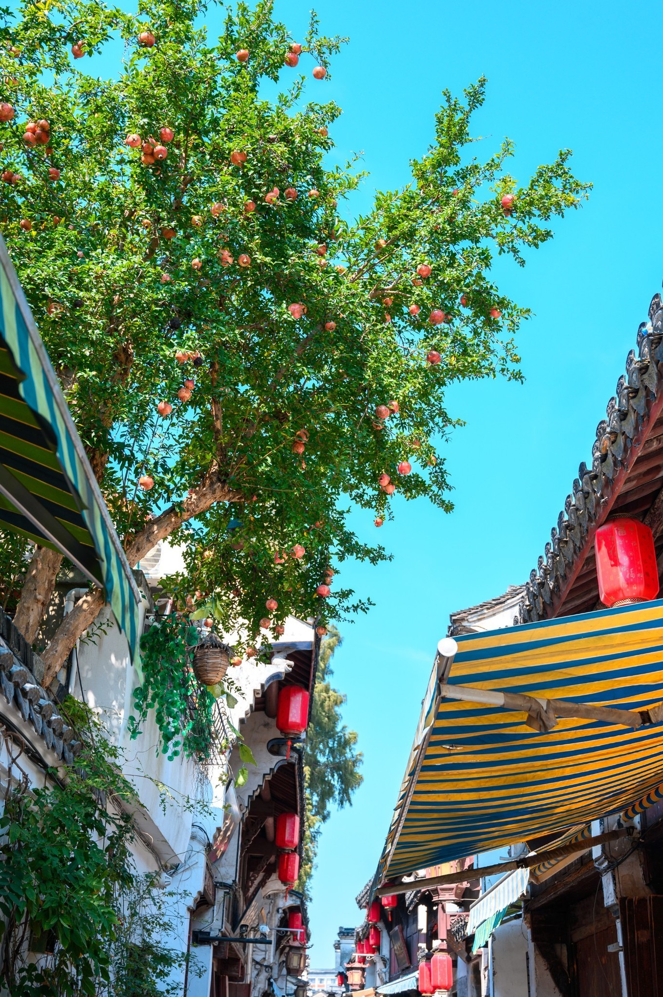 走进南京高淳,打卡网红打卡地固城湾景区,品尝固城湖螃蟹