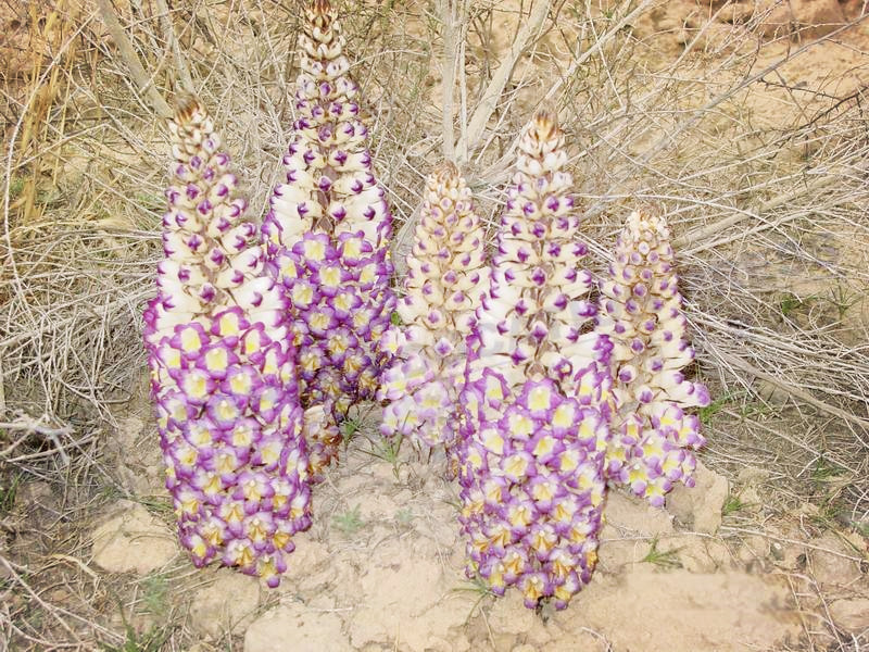*疆新**沙漠有种昂贵的植物，开花像一座小宝塔，寄生在红柳根部
