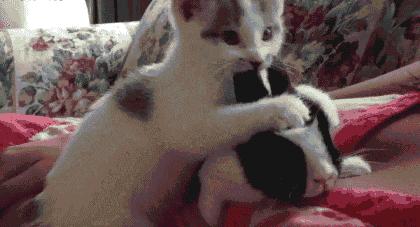 摸一下肚子就怀孕,都市传说怀孕