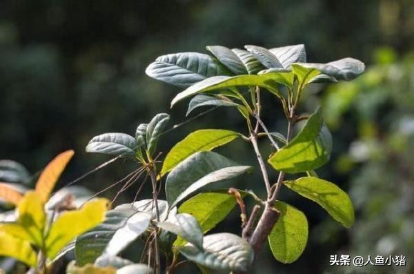 世界最贵3棵树,日本最贵的罗汉松价值一亿