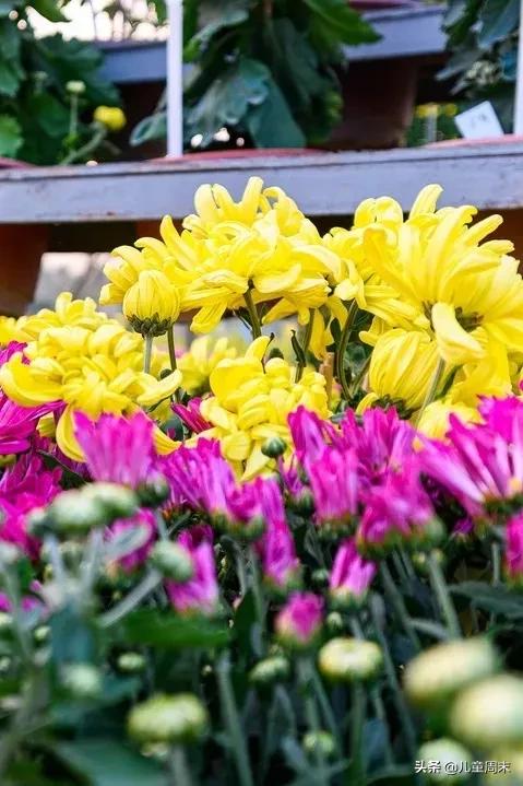 深圳十大免费景点路线,深圳10条绝美海岸线