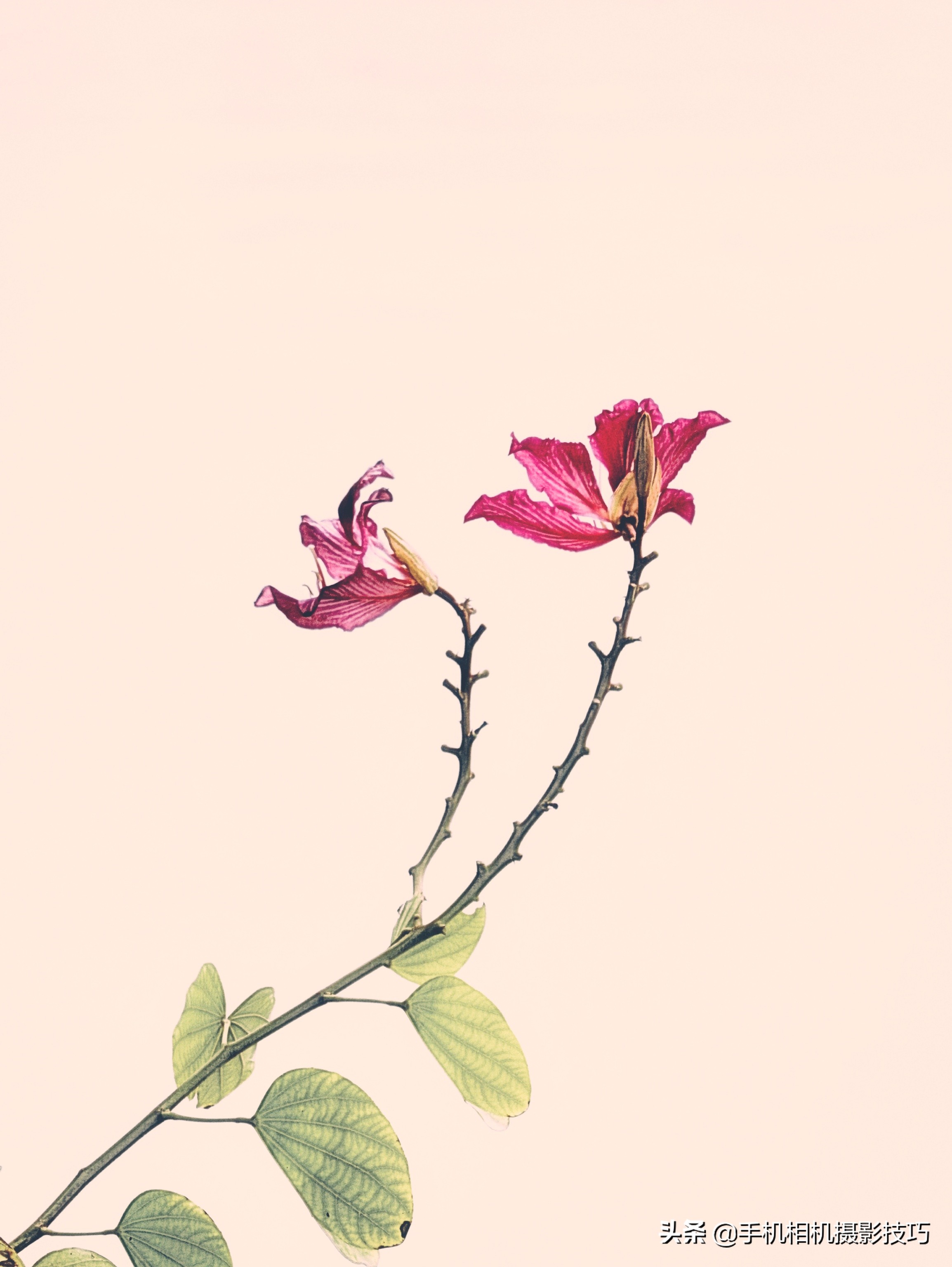 一些普通人拍出的好看照片教程,15张照片高级感