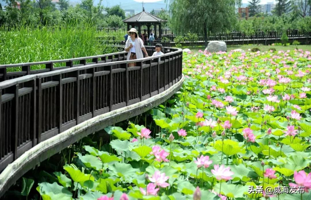 威海赏天鹅攻略来了,威海春天赏花攻略