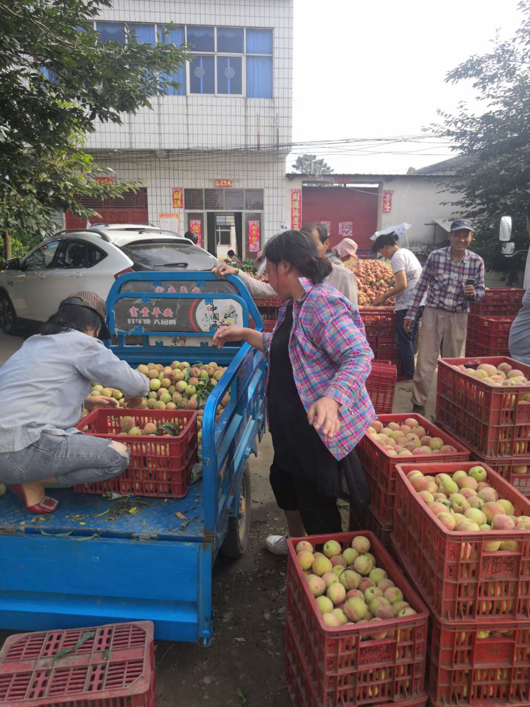 桐柏电商农产品,桐柏县红桃电商