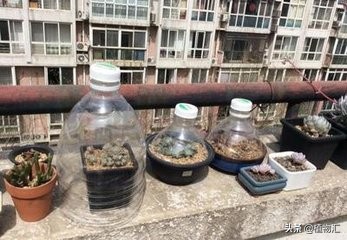 每日一花9977,每日一花单头多肉变多头