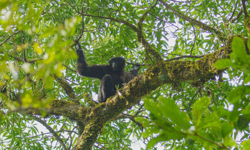 “星战”天行者现身云南？是时候认识我们的国宝了