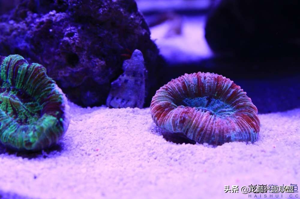 从零开始玩海缸的方法,从零开始玩海缸全过程