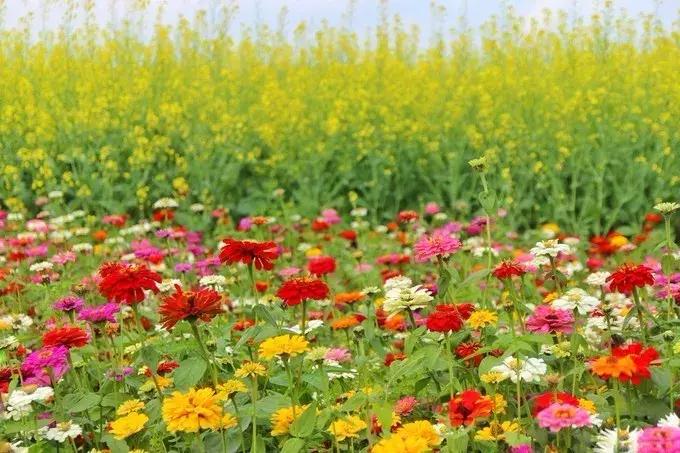 深圳光明发展最好的地方在哪,深圳光明区有什么好的地方