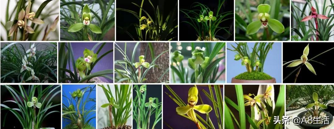 兰花蕙兰十大名品,蕙兰名品大全欣赏