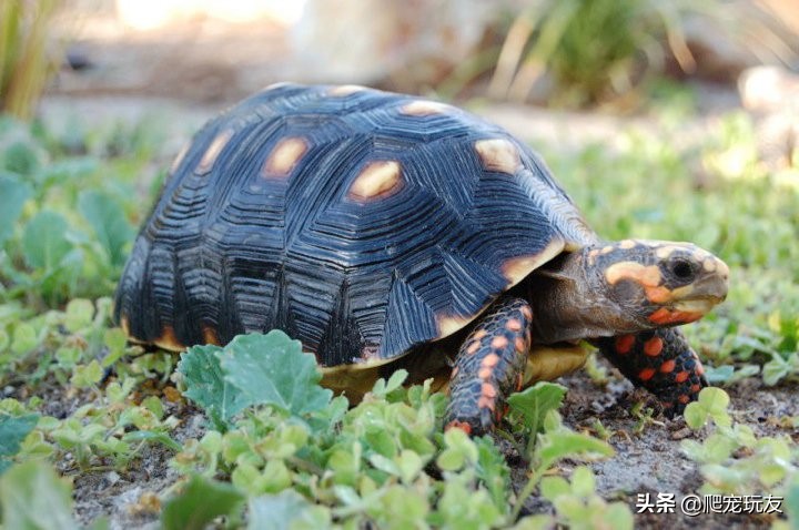 龟的嗅觉好吗,龟有记忆能力吗