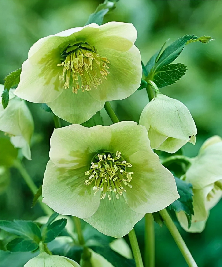 每日一花11.16：圣诞蔷薇