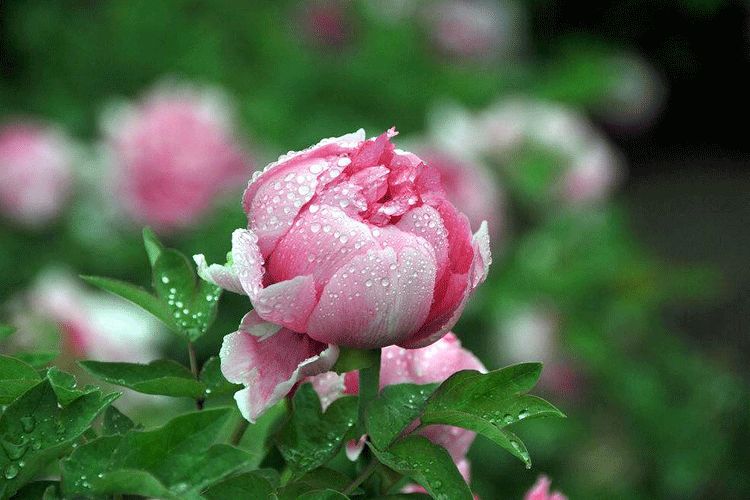 藏在古诗词里的谷雨节气,谷雨节气的古诗词视频