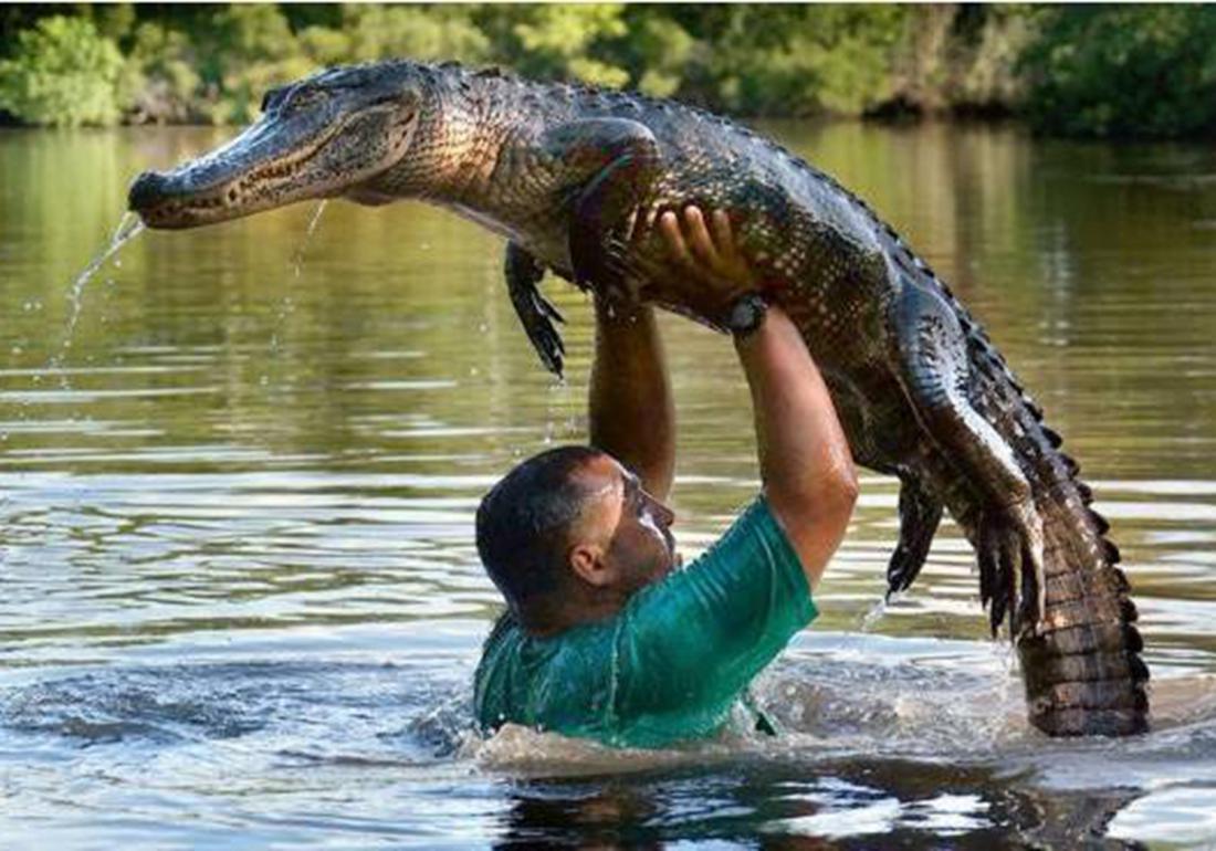 养殖鳄鱼的禁忌有哪些东西,鳄龟处理不干净有毒吗