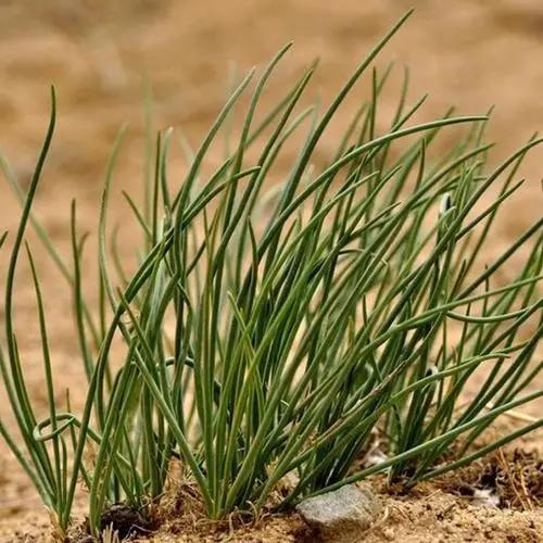 昨天剁手买的50元一斤的沙葱，为什么有股韭菜味