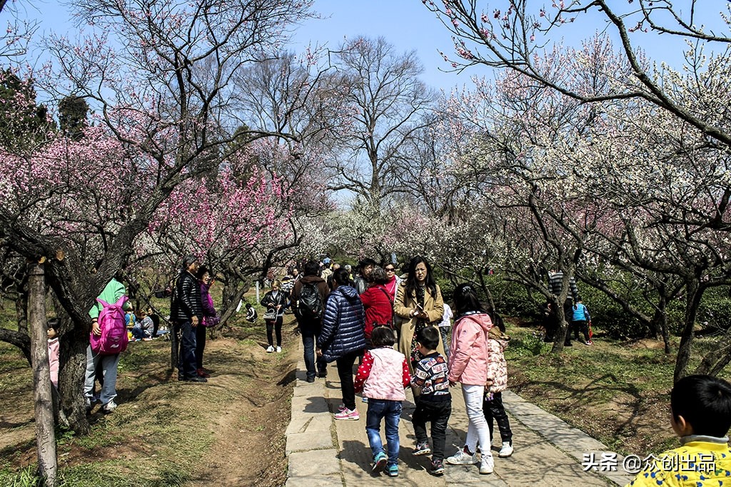 南京第一梅山,南京梅山和梅花山