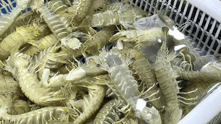 朝阳区海鲜市场,北京朝阳区海鲜市场