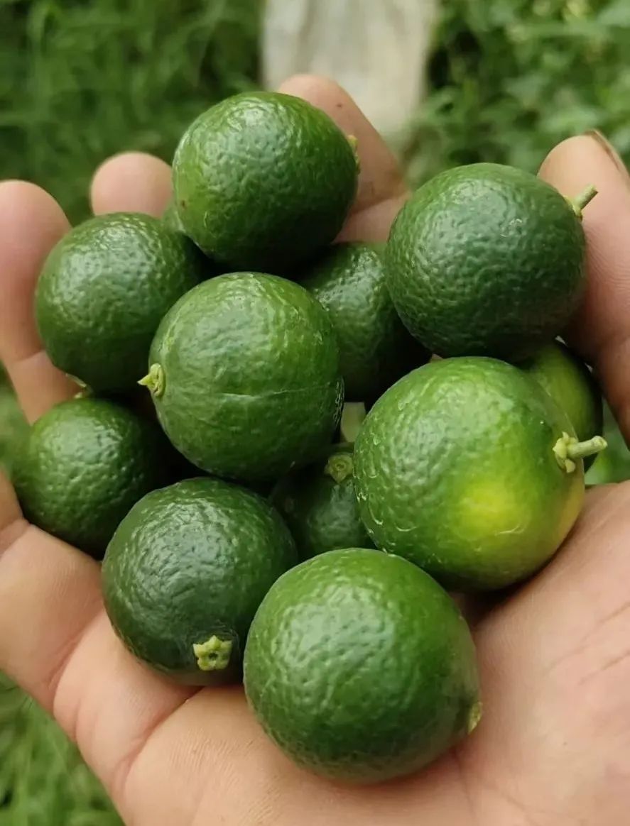 柑橘果的处理方法,柑橘大小果有办法补救吗