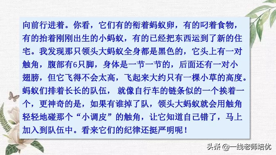 语文五年级上册第17课松鼠资料,部编版五年级上册第17课松鼠课件