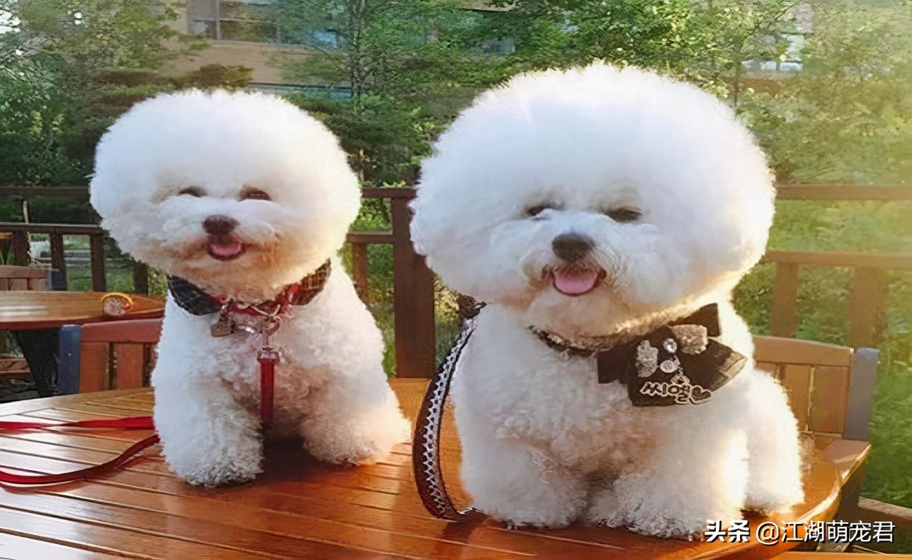 家里养的比熊需要驱虫吗,家里养狗狗需要做什么检查