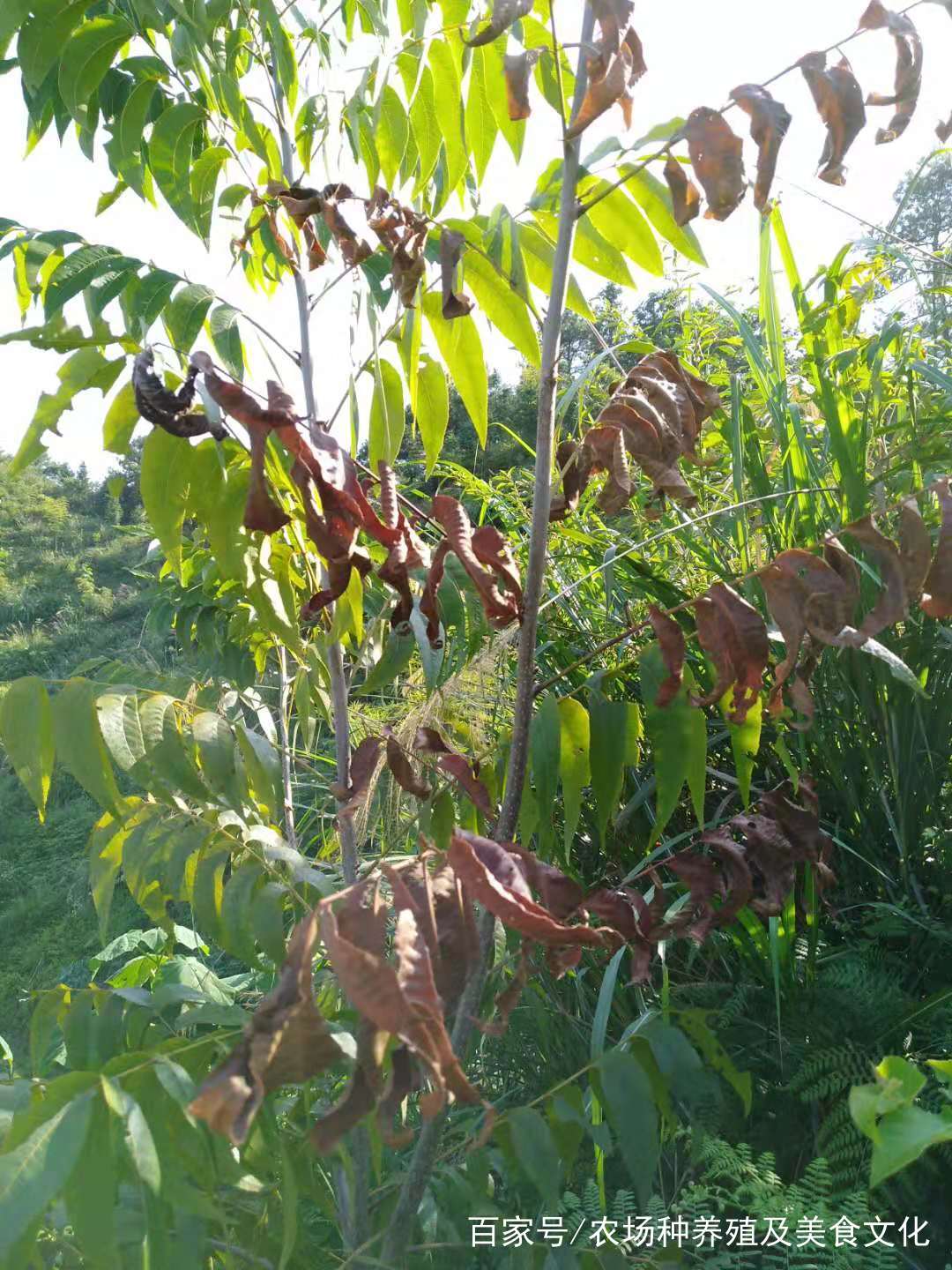 苹果树天牛危害视频,天牛种类危害情况