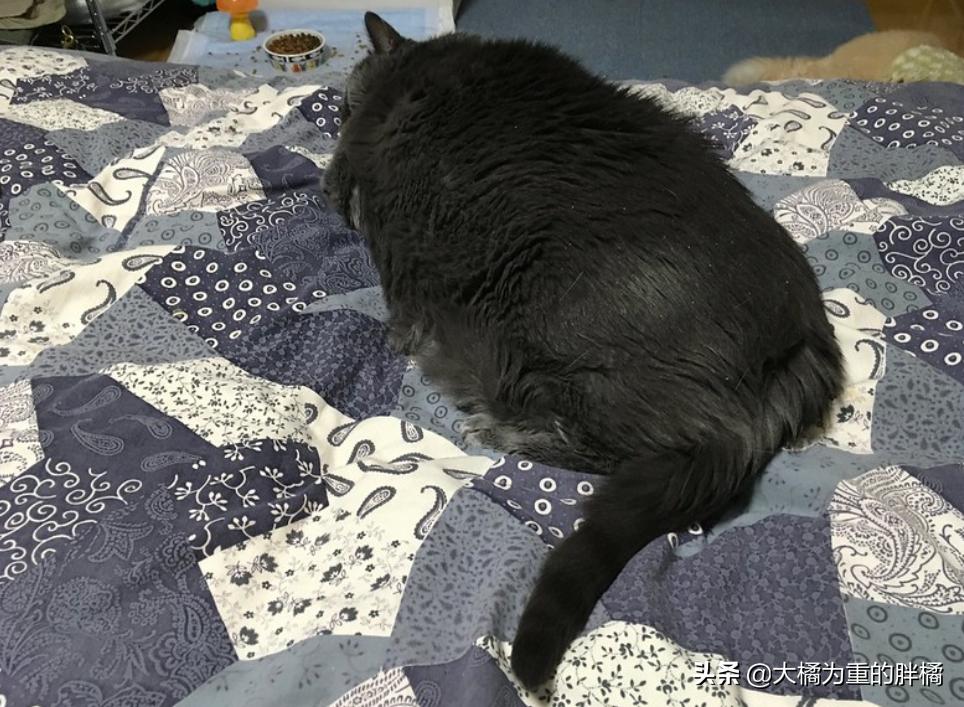 生气的小猫咪怎么哄,生气的猫怎么哄