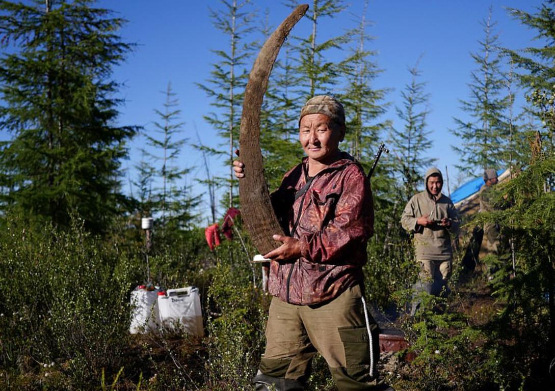 中国挖掘猛犸象牙,战斗民族挖到冰面