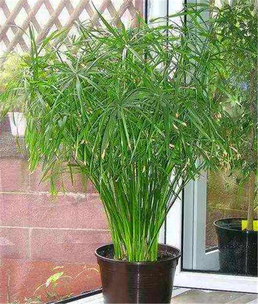 水培水竹黄叶是什么原因引起的,新买水竹怎么培养才不会黄叶