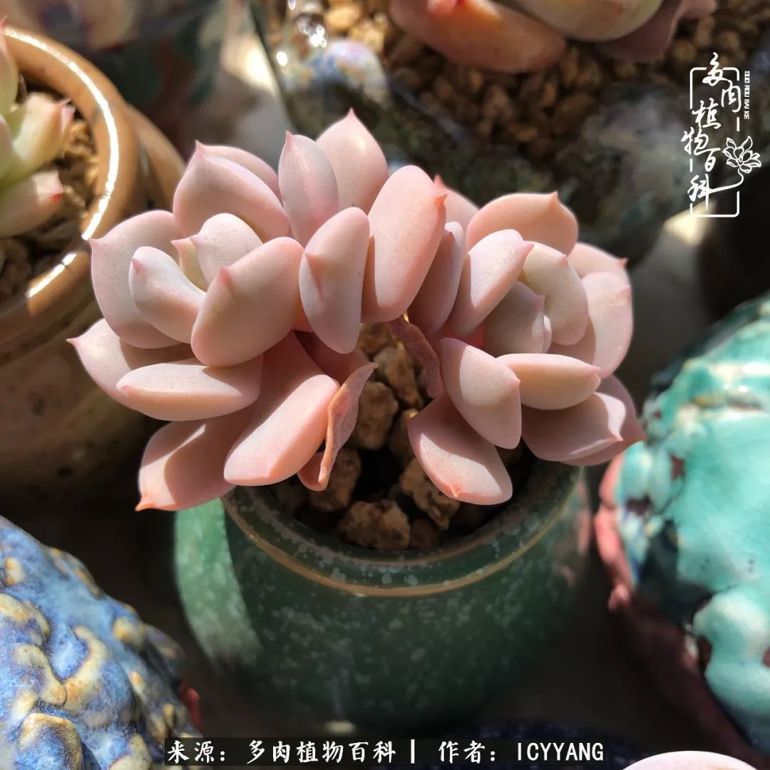 室内阳台多肉的养护方法,景天多肉养护