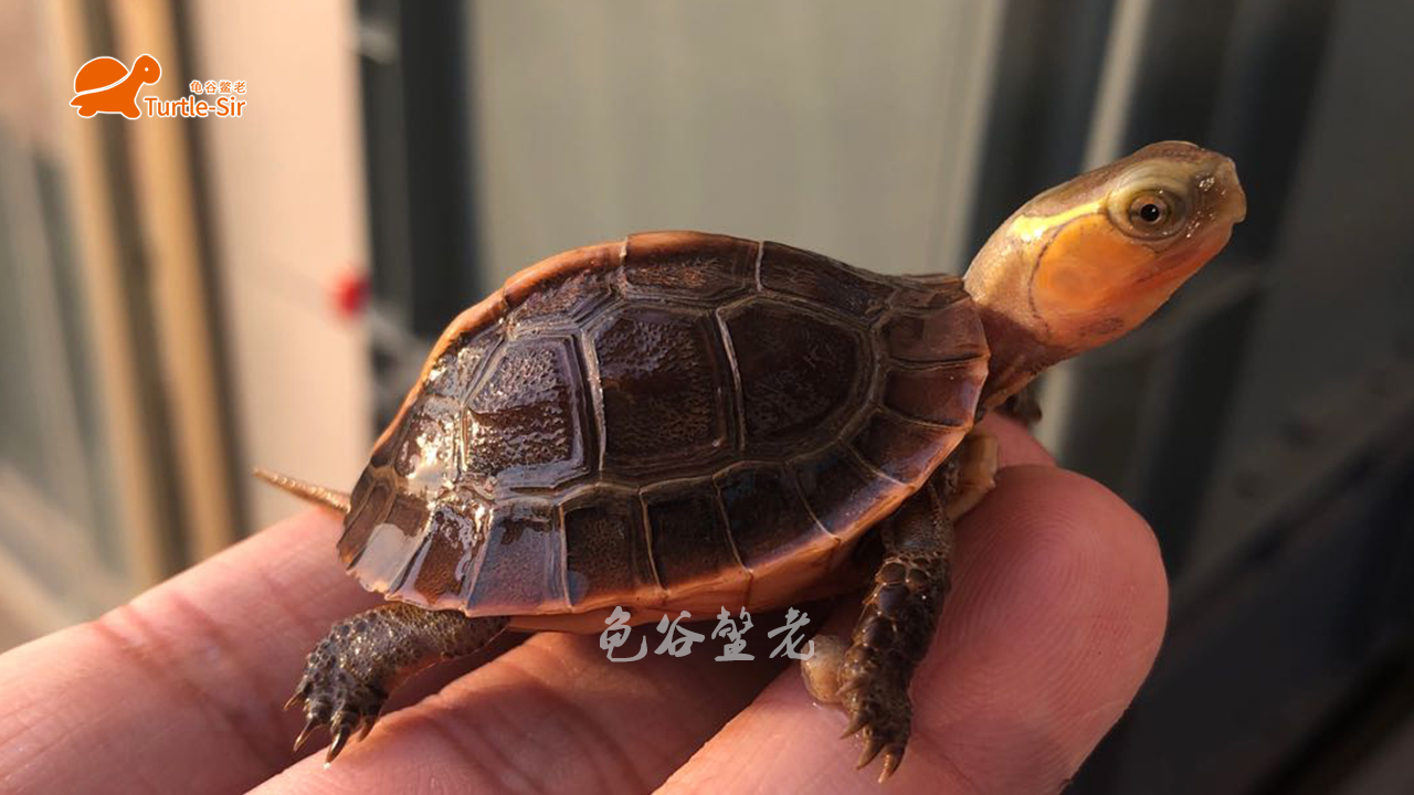 黄缘龟有点蔫,黄缘龟为什么几年了还很小