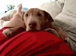 狗子感受到人类胎动,狗趴在主人肚子上听到胎动