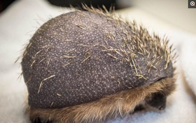 小刺猬掉毛,刺猬身上的刺都掉光了