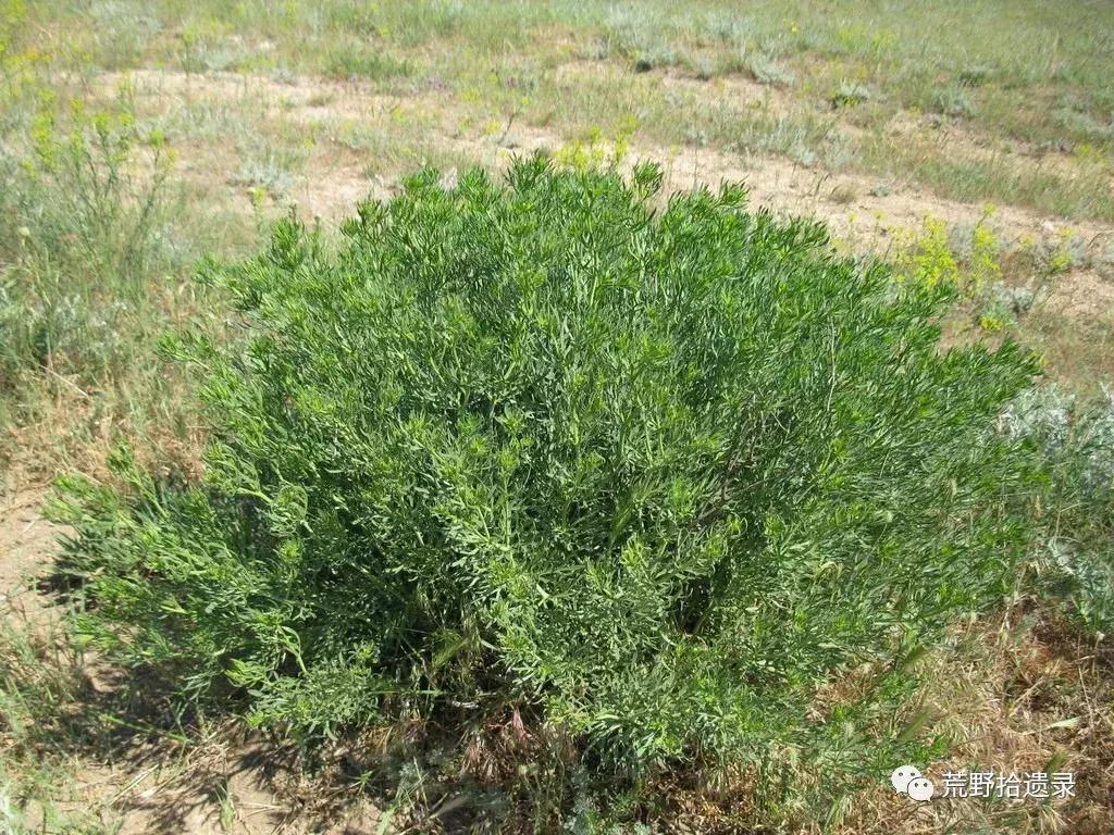 改变世界的植物,改变世界历史的植物