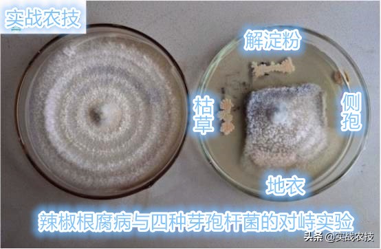 微生物菌剂的意义,冲施微生物菌剂的作用