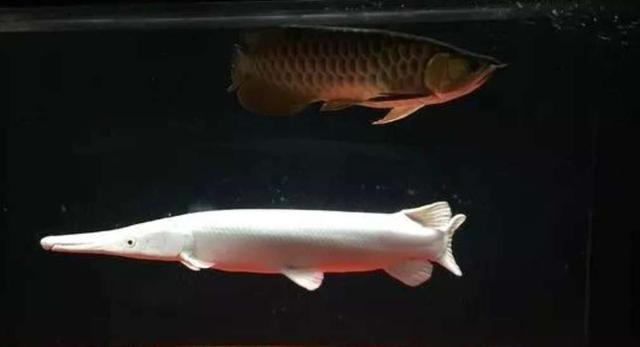 观赏鱼入缸有什么反应,观赏鱼入缸怎么处理