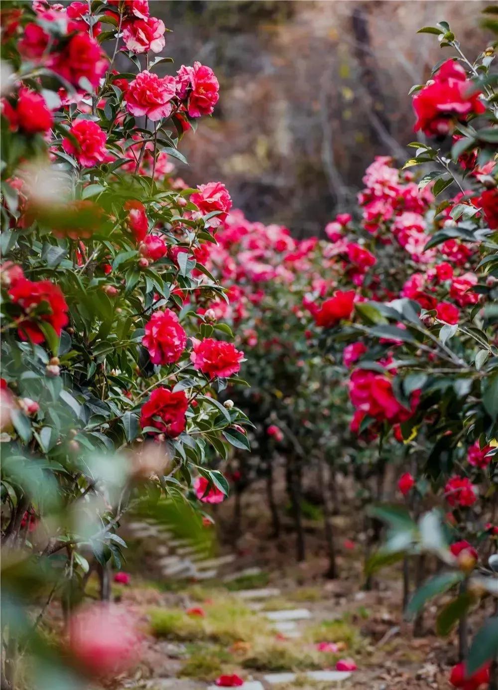 在云南，做一个“花吃”，挺好