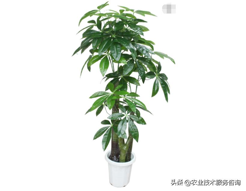 发财树叶片发黄卷曲怎么回事,发财树叶片发黄怎么补救