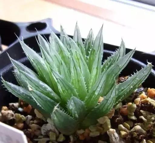 推荐轻松玩转100种常见多肉植物,700种多肉植物图鉴pdf百度云